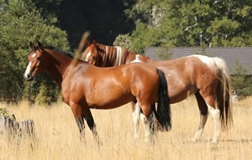 Reiten in de Anden, Chile und Argentinien, Die Pferde von Antilco: Castaño
