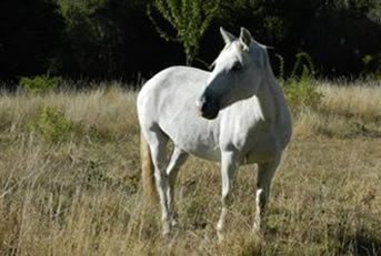 Criollo horse Lican of team Antilco