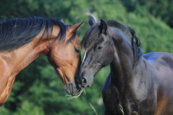 Criollo horses Castaño and Lucero of team Antilco