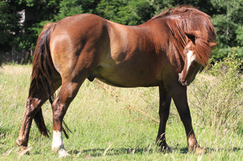 Criollo horse Merken of team Antilco