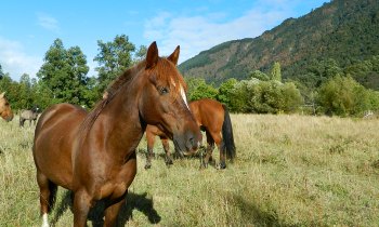 Reiten in de Anden, Chile und Argentinien, Die Pferde von Antilco: Merken