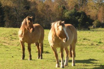 Reiten in de Anden, Chile und Argentinien, Die Pferde von Antilco: Puelche und Pehuen