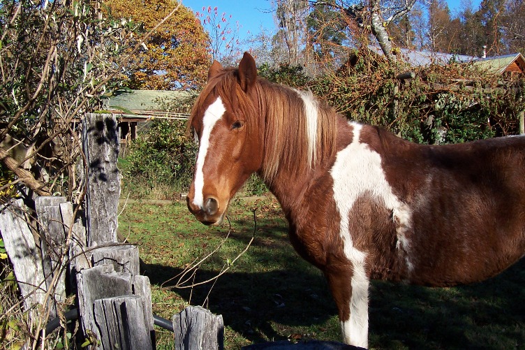 reiten in de Anden, Chile und Argentinien: Chilenische Pferde