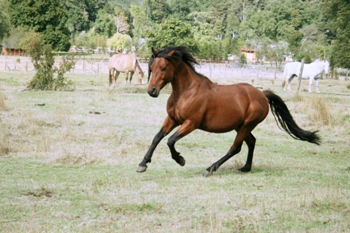 Criollo horse Casanova of team Antilco
