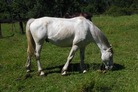 Reiten in den Anden, Chile und Argentinien: moro