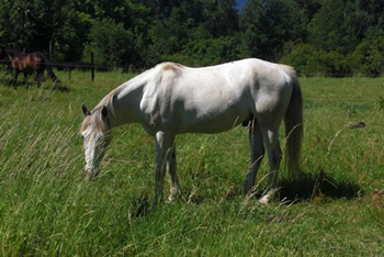 Reiten in den Anden, Chile und Argentinien: Palomo
