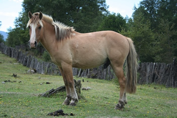 reiten in de Anden, Chile und Argentinien: Pehuen