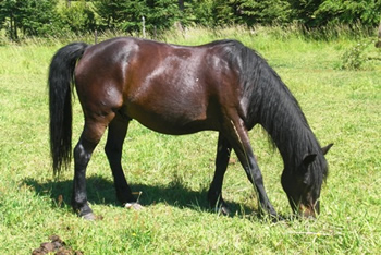 Reiten in den Anden, Chile und Argentinien: Pepe