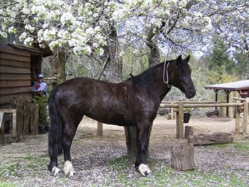 Reiten in de Anden, Chile und Argentinien, Die Pferde von Antilco: Polca