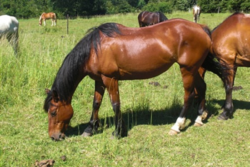 Reiten in den Anden, Chile und Argentinien: rayen