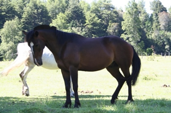 Reiten in den Anden, Chile und Argentinien: rebelde