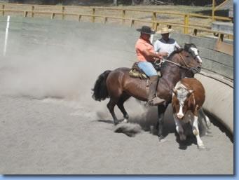 2 riders stopping a bull on a rodeo clinic with Antilco
