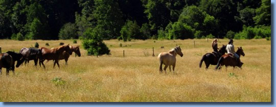 Pferde Ranch Südamerika Auftrieb