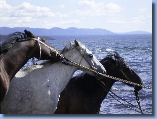 Horses on the lake on a horseback ride in chile