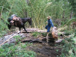 Steven leading his horse through thick bamboo on a 5 day trail ride in NP huerquehue, Chile.