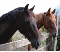 our horses, ready to ride