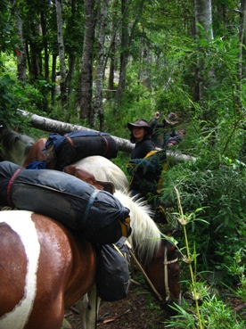 Hinderniss im Wald - Reitabenteuer Anden&uuml;berquerung Chile - Argentinien